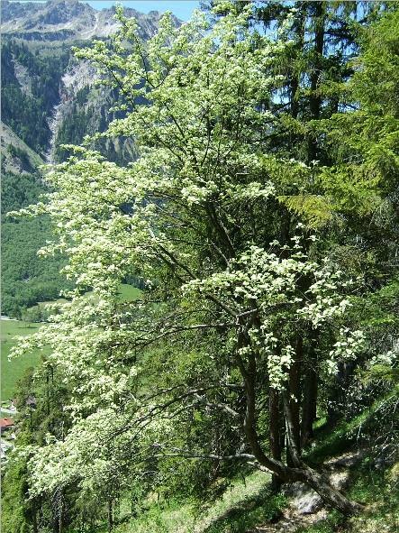 Echte Mehlbeere (Sorbus aria s.str.)