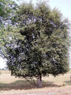 Die Moorbirke (Betula pubescens)