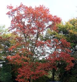 Roteiche - Herbstfärbung
