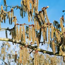 Zitterpappel (Populus tremula)